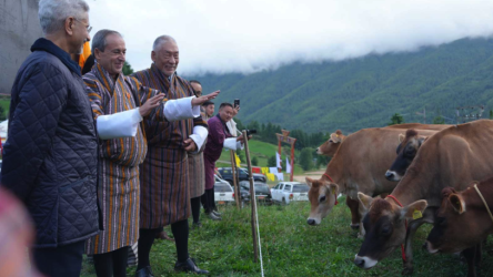 ind cow